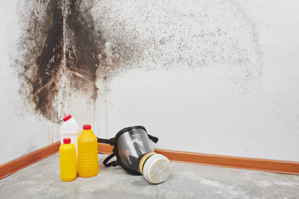 Best Same-Day Mold Removal  in Hollins, VA