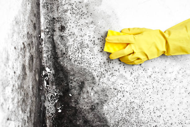 Certified Mold Removal in Hollins, VA