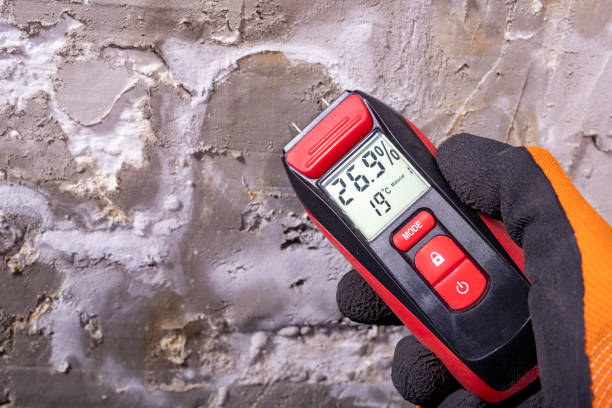 Professional Mold Removal in Hollins, VA