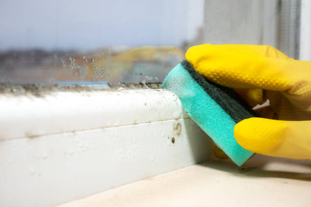 Best Emergency Mold Removal  in Hollins, VA