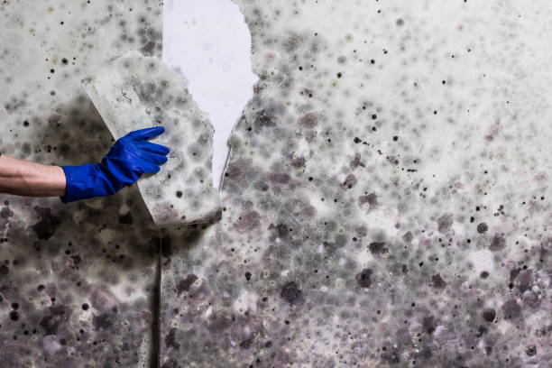 Best Home Mold Removal  in Hollins, VA