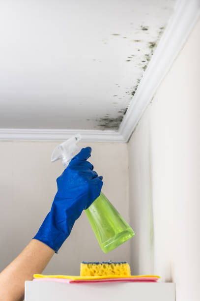 Best Mold Testing  in Hollins, VA