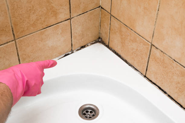Best Mold Cleaning Services  in Hollins, VA