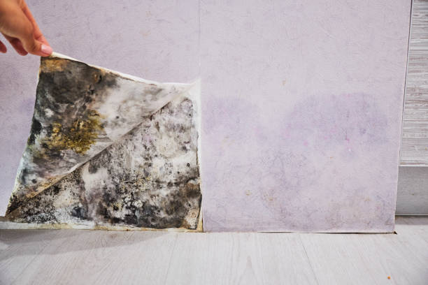 Best Mold Testing  in Hollins, VA